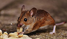 24 Hour & Emergency Exterminators in Toms River, NJ